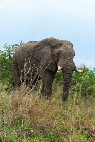 Éléphant d'Afrique, gros porteur, Loxodonta africana, Parc national du Kruger, Afrique du Sud