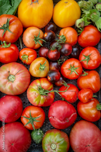 tomatoes of different colors grown in the garden.