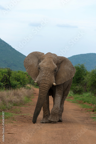   l  phant d Afrique   Loxodonta africana  Parc national du Pilanesberg  Afrique du Sud