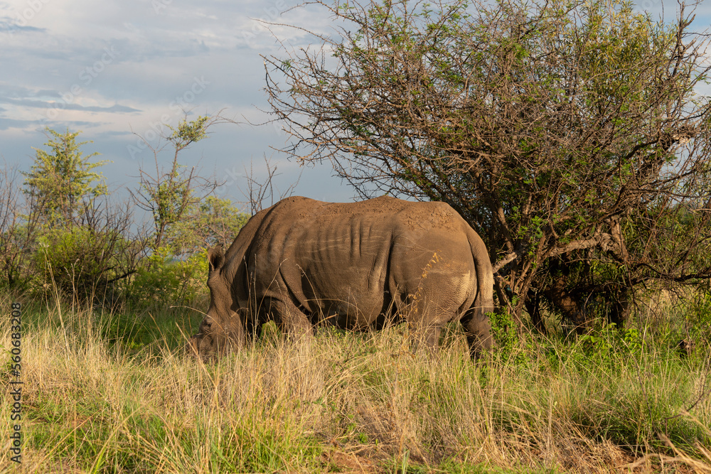 Rhinocéros blanc, corne coupée, white rhino, Ceratotherium simum, Parc national Kruger, Afrique du Sud