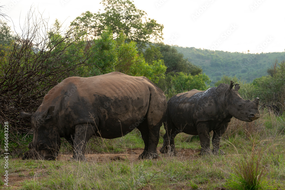 Rhinocéros blanc, corne coupée, white rhino, Ceratotherium simum, Parc national Kruger, Afrique du Sud