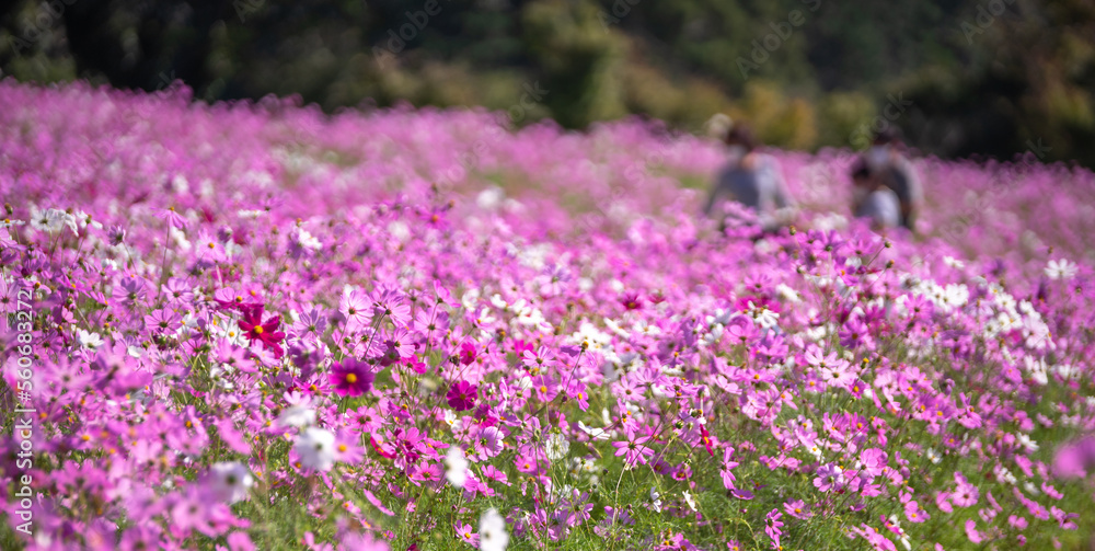 Obraz premium コスモスの花 秋のイメージ
