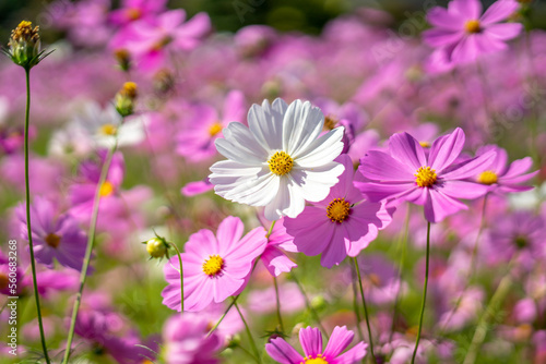 コスモスの花　秋のイメージ
