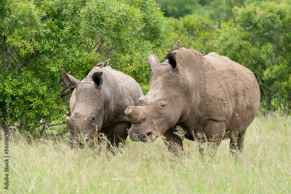 Rhinocéros blanc, corne coupée, white rhino, Ceratotherium simum, Parc national Kruger, Afrique du Sud Rhinocéros blanc, corne coupée, white rhino, Ceratotherium simum, Parc national Kruger, Afrique du Sud