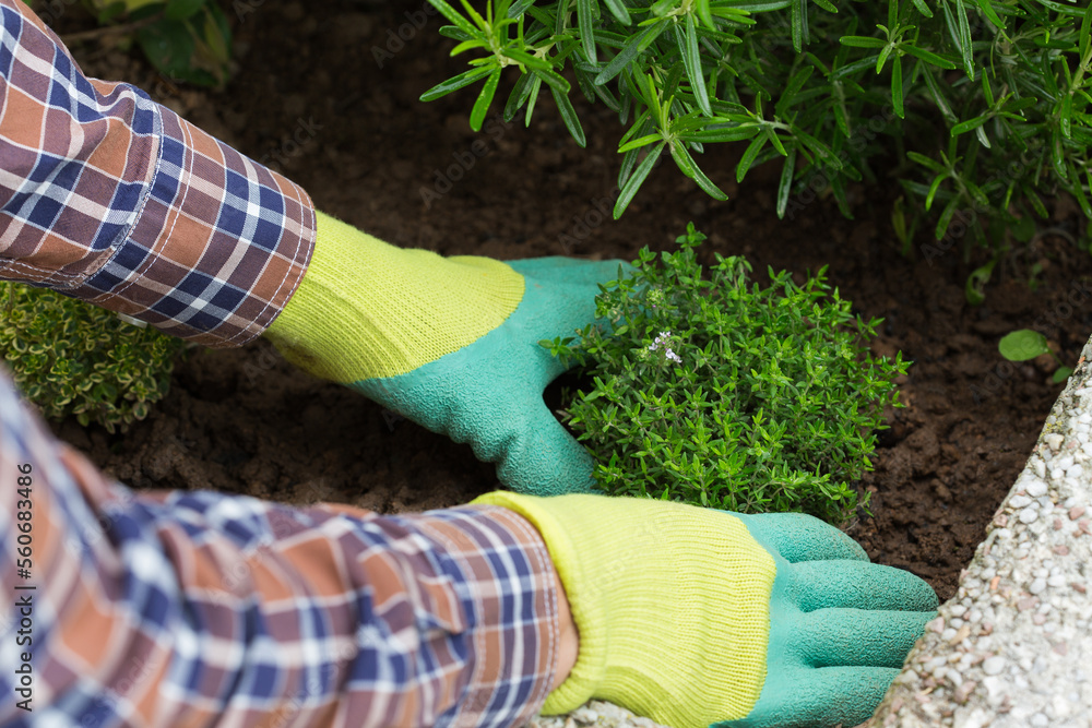 Obraz premium Farmer gardener hands in gloves planting herbs