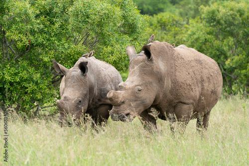 Rhinocéros blanc, corne coupée, white rhino, Ceratotherium simum, Parc national Kruger, Afrique du Sud © JAG IMAGES