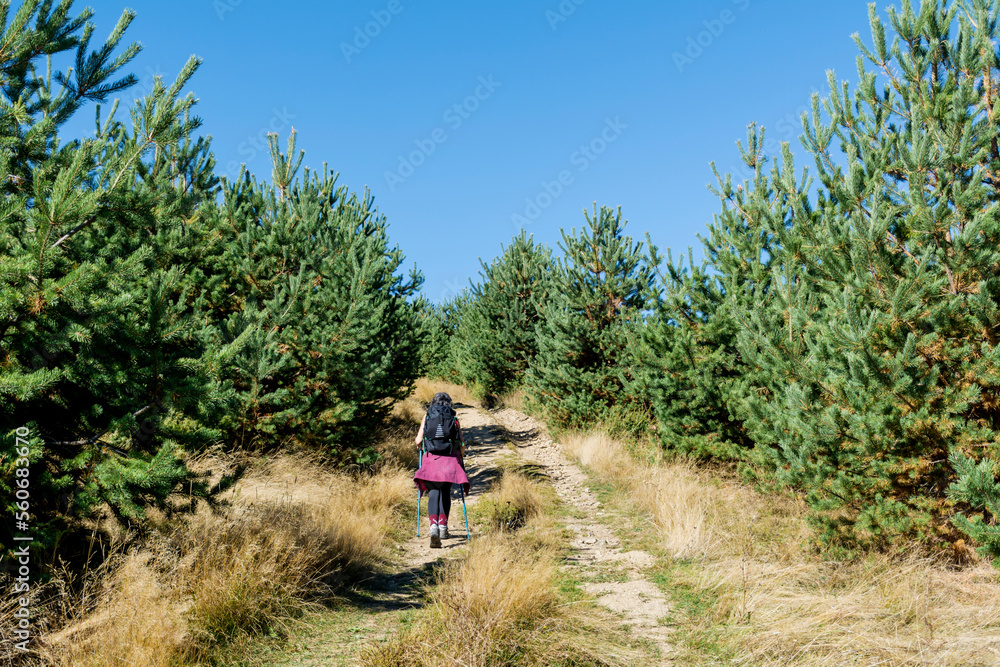 Woman Hiking  in mountain with pine trees  . Vitosha mountain ,Bulgaria