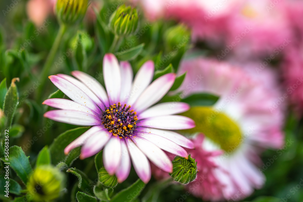 Fototapeta premium デイジーの花 春のイメージ