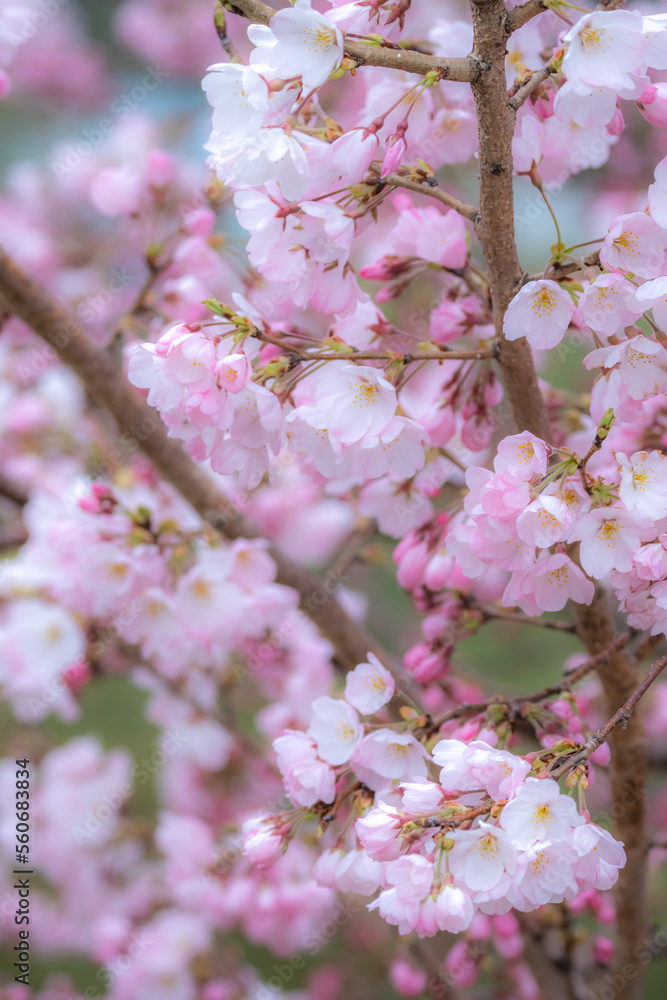 Fototapeta premium 桜の花 春のイメージ
