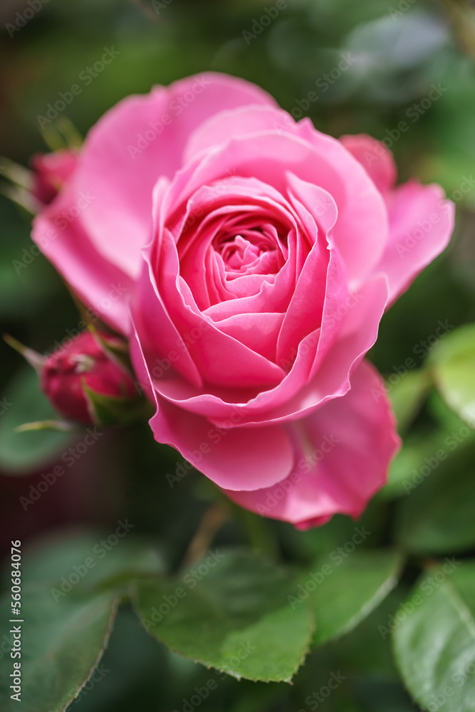 バラの花　屋外イメージ