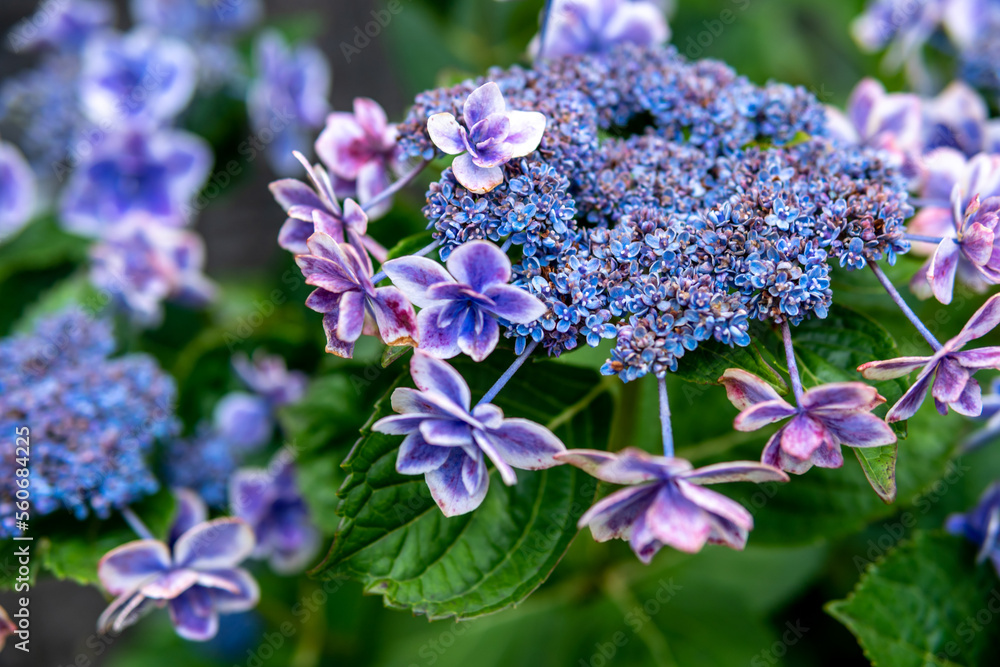 紫陽花の花　梅雨のイメージ