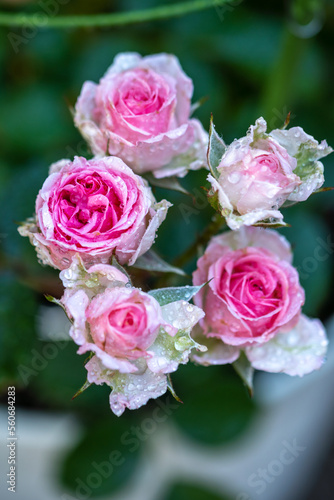 バラの花　屋外イメージ © TOMO