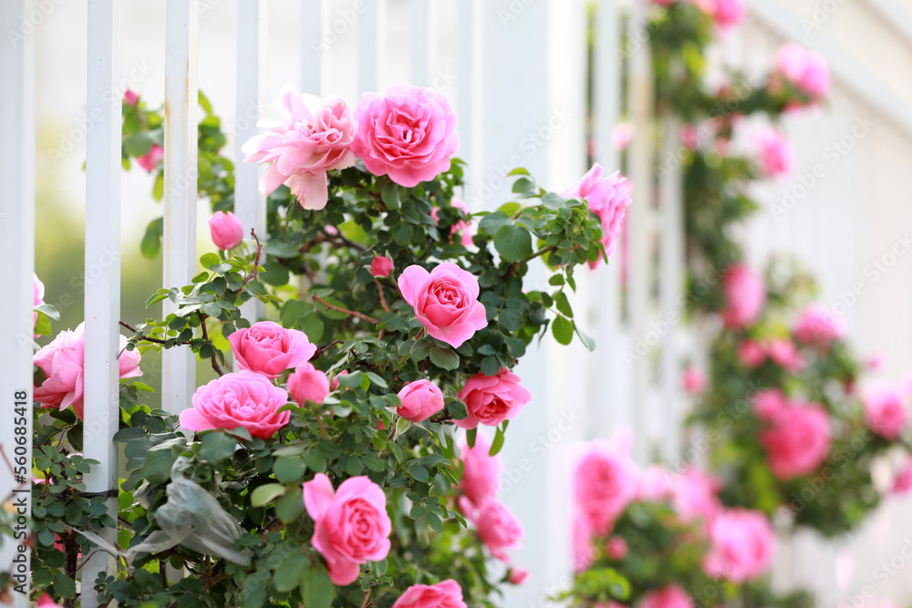 Blooming roses in the park, North China Blooming roses in the park, North China