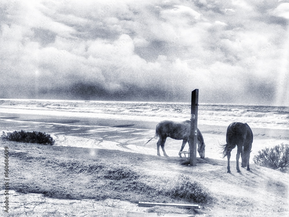 Fototapeta premium cavalli in liberta 