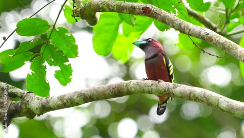 black-and-yellow broadbill bird on branch. photo