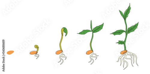 Growing plant. Sprout growth process. Steps sequence of germinating seeds for seedlings. line art, Vector  illustration evolution, Continuous line drawing