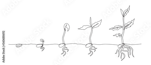 Growing plant. Sprout growth process. Steps sequence of germinating seeds for seedlings. One line illustration art, Vector evolution, Continuous line drawing