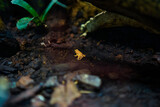 Phyllobates Terribilis Golden poison frog close up