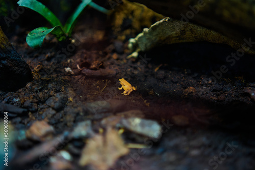 Phyllobates Terribilis Golden poison frog close up