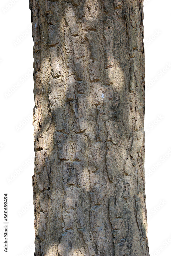 Tree trunk isolated on white background.Selection focus.