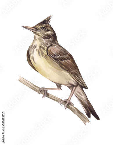 Watercolor lark bird illustration isolated on white background. Realistic hand drawn style. Animal drawing.Bird sitting on a branch, wildlife and parks, singing bird. photo