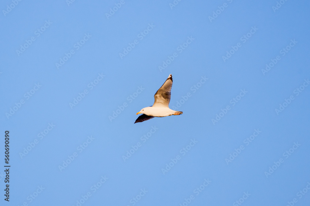 Obraz premium seagulls in flight on the blue sky of an autumn day