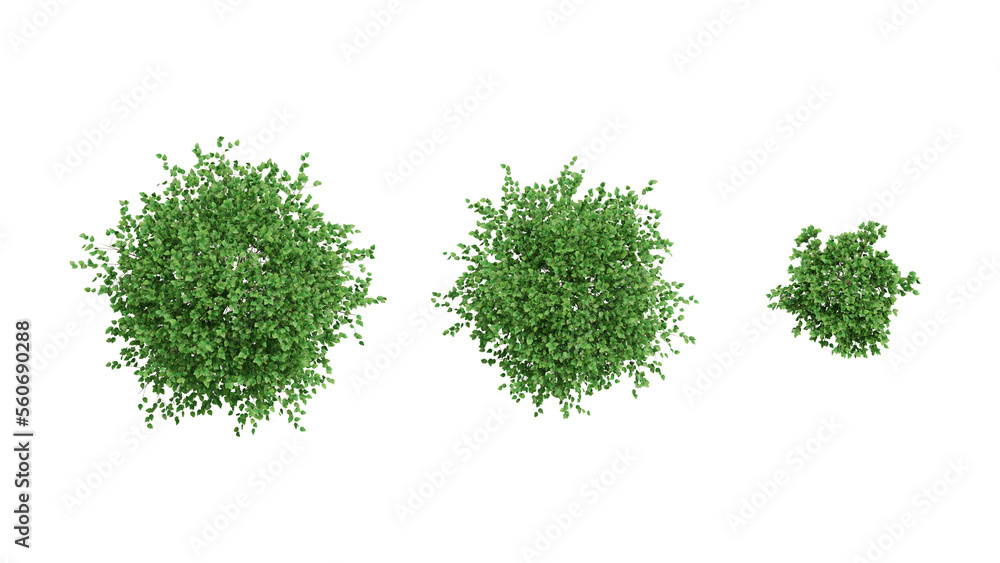 set of 3 Bush on white, 3d rendering of png transparent background, suitable for archiviz, architecture visualization gardening design set of 3 Bush on white, 3d rendering of png transparent background, suitable for archiviz, architecture visualization gardening design