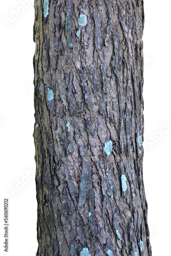 Tree trunk isolated on white background.Selection focus.