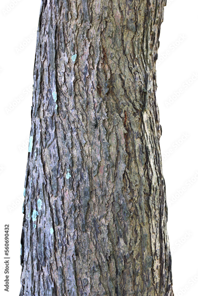 Fototapeta premium Tree trunk isolated on white background.Selection focus.