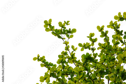 green leaf or tree branch isolated on white background.Selection focus. © Parichart