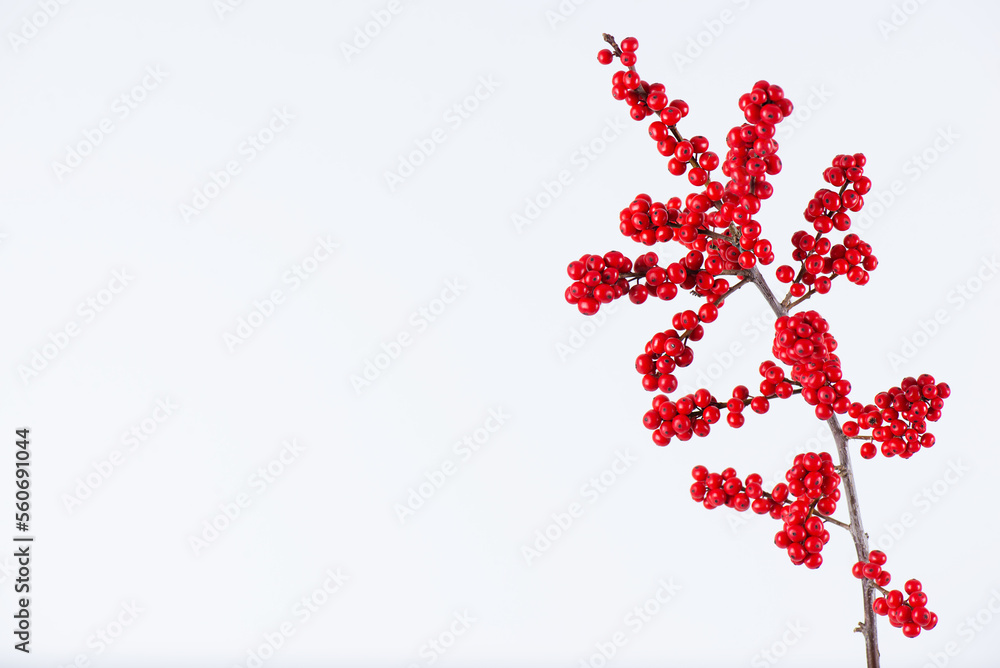 Branch of red ilex verticillata, winterberry on a white background. Selective focus.