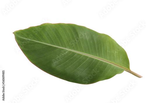 green banana leaf on white background