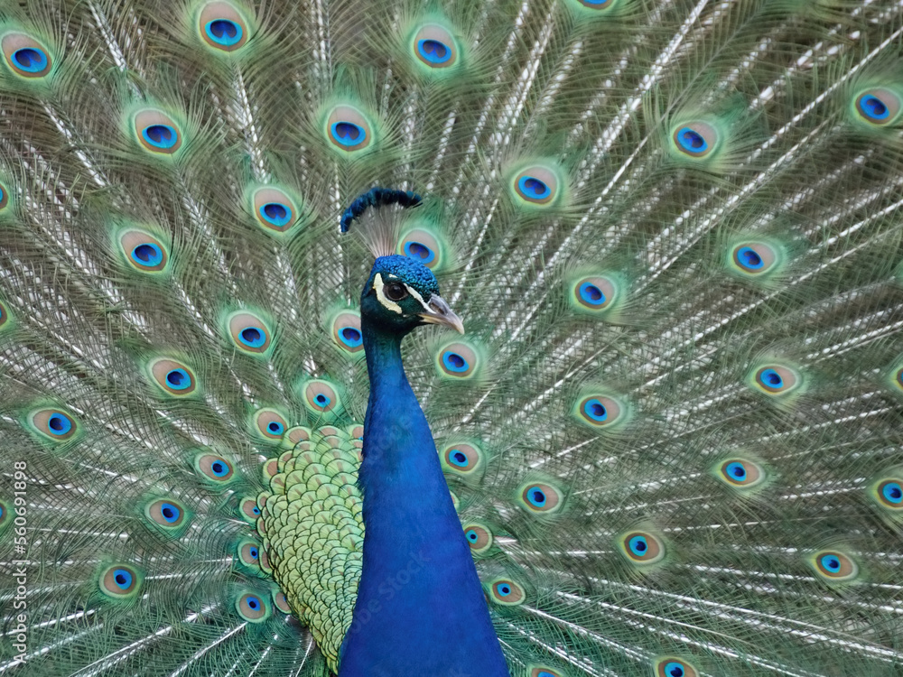 Fototapeta premium Portet Pavo cristatus L.