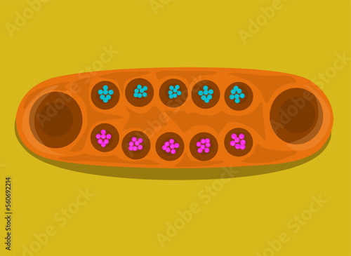 Mancala aka congklak traditional board game from indonesian made in wooden cartoon illustration vector photo