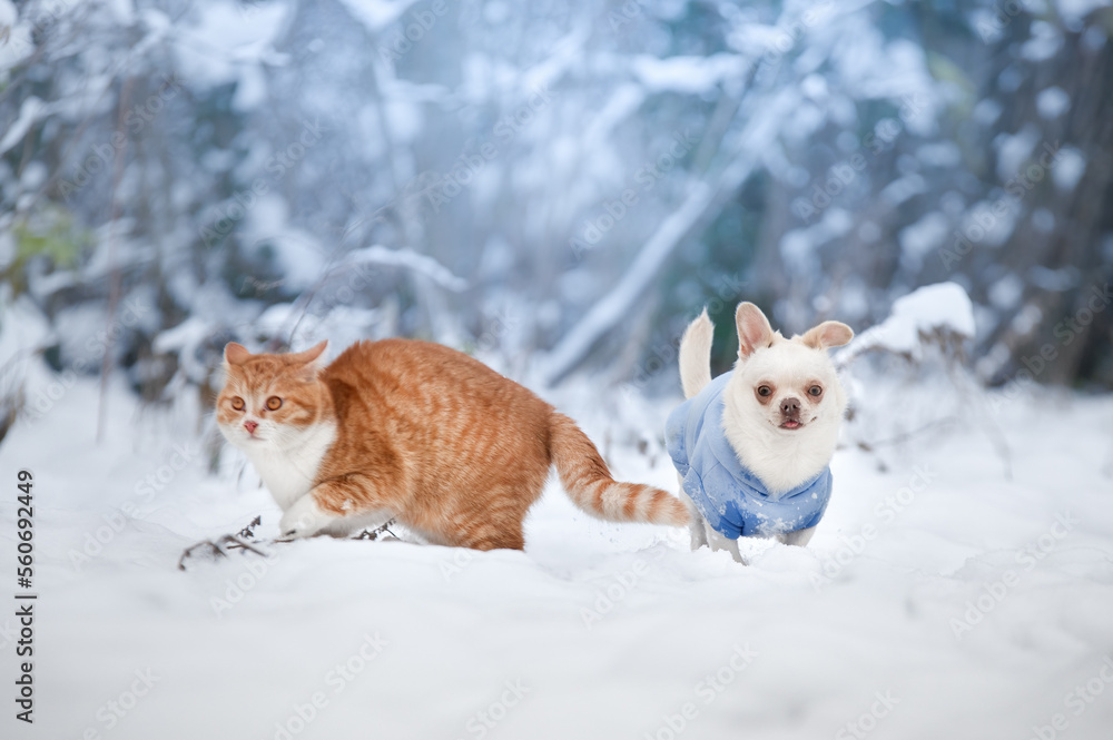 cat and dog in snow