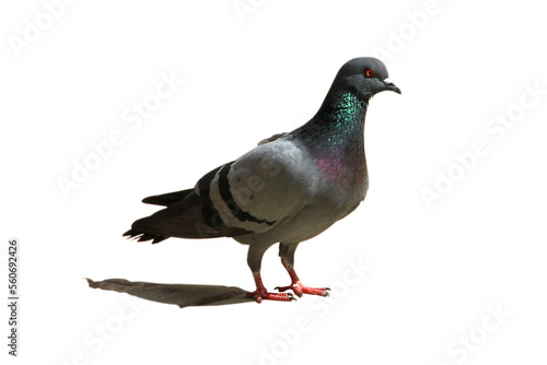 one pigeon stand on cement floor isolated on white background.
