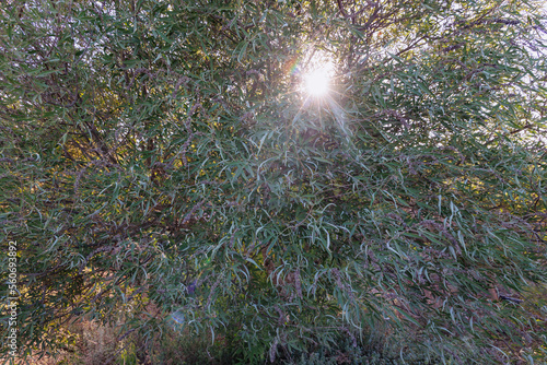 Vitex agnus-castus plant called chaste tree in Cyprus island country photo