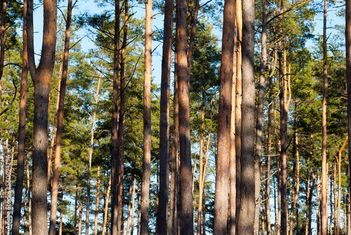 forest background, in the photo trees in the forest against the blue sky