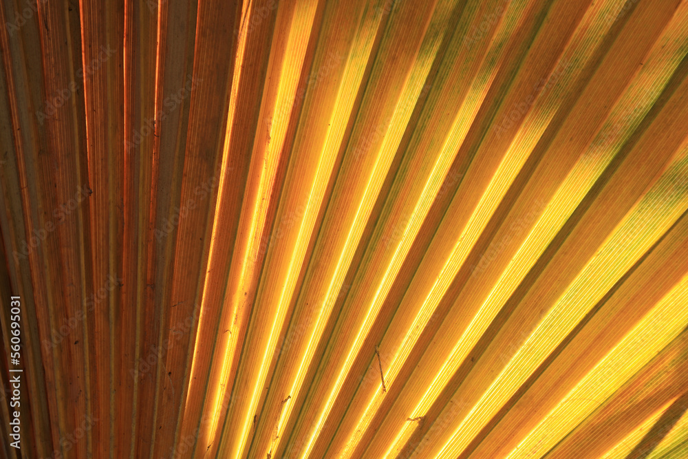 Obraz premium hoja de palmera palmito naranja amarillo verde textura 4M0A3049-as23