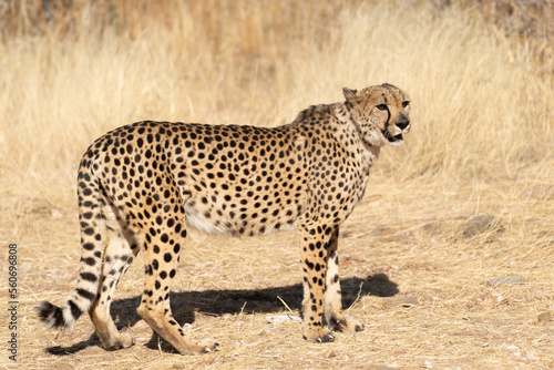 cheetah in the African savannah waiting for prey Namibia.