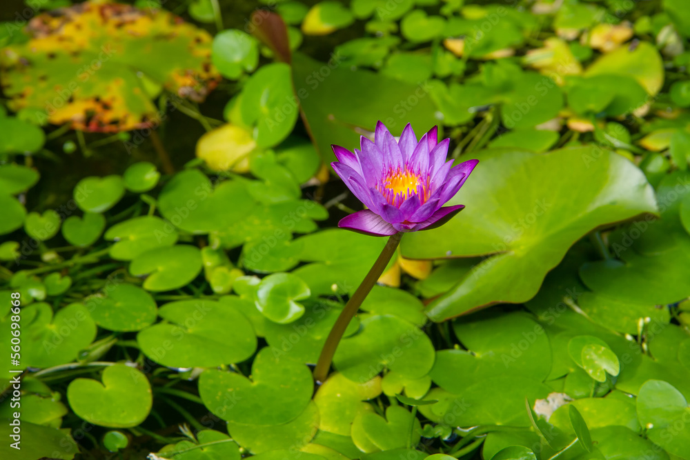 Nymphaea caerulea or Blue Egyptian lotus or Blue water lily Nymphaea caerulea or Blue Egyptian lotus or Blue water lily