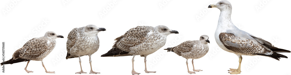 Herring gulls isolated on a transparent background Herring gulls isolated on a transparent background