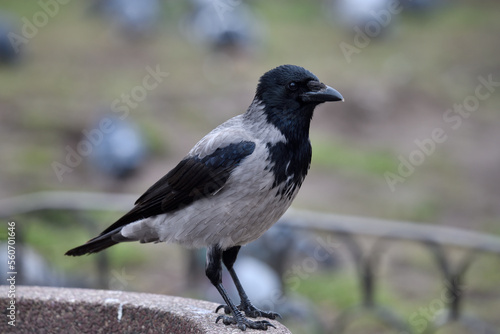 A crow standing on a fence, Sofia, Bulgaria