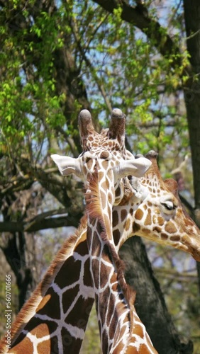 Love, two giraffes cuddling, closeup view, vertical short video, smartphone background