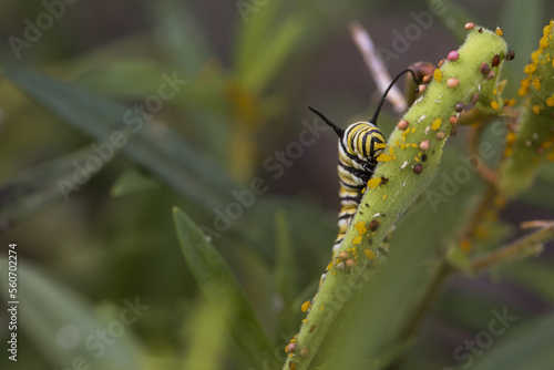 Monarch caterpillar crawling up milkweed pod  photo