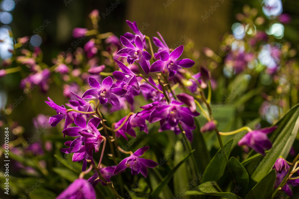 Orchids and tropical plants in the Botanical Garden