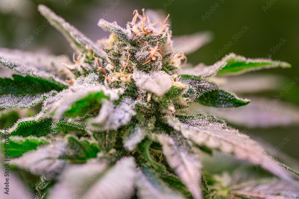 Close up shot of a cannabis plant blossom Close up shot of a cannabis plant blossom