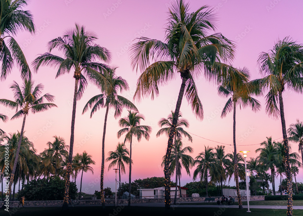 Obraz premium trees at sunset in Miami Beach summer