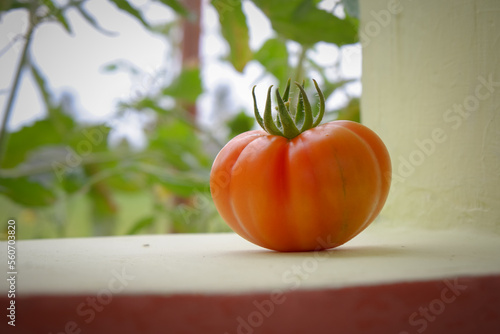 fresh mini hillbilly tomato with soft blurred background. photo