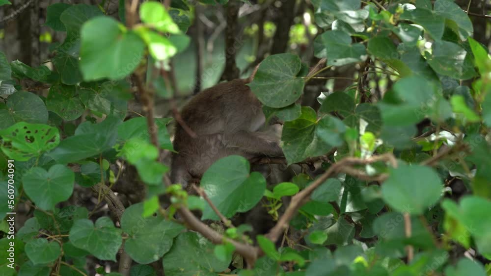 Closeup Of Long-tailed Macaque Eating Leaf On Tree. Closeup Of Long-tailed Macaque Eating Leaf On Tree.